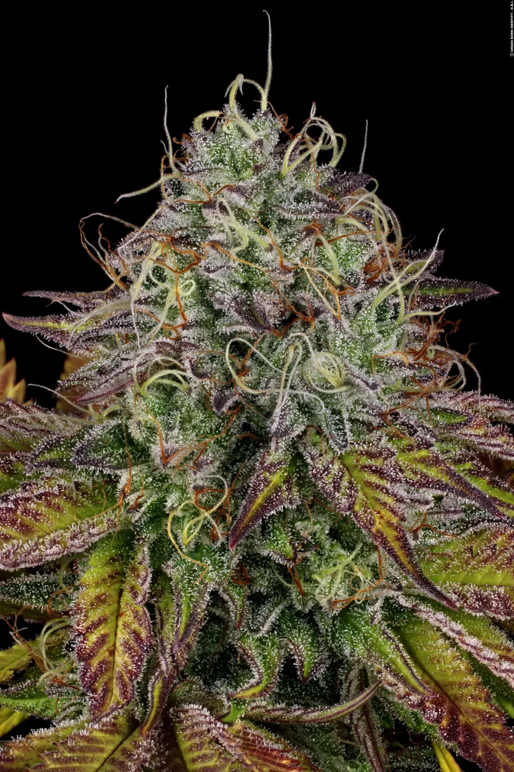 APRICOT CANDY