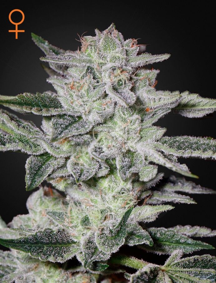 SWEET VALLEY KUSH