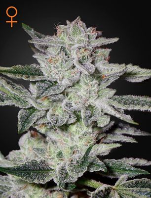 SWEET VALLEY KUSH