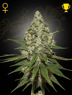 SUPER LEMON HAZE
