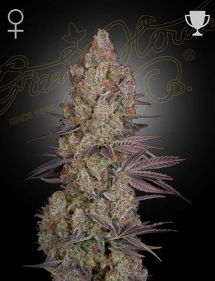 EXODUS CHEESE