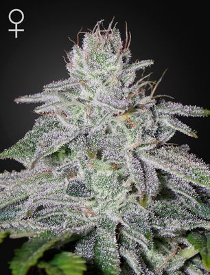 FRANCO&#39;S LEMON CHEESE