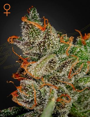 KING&#39;S KUSH