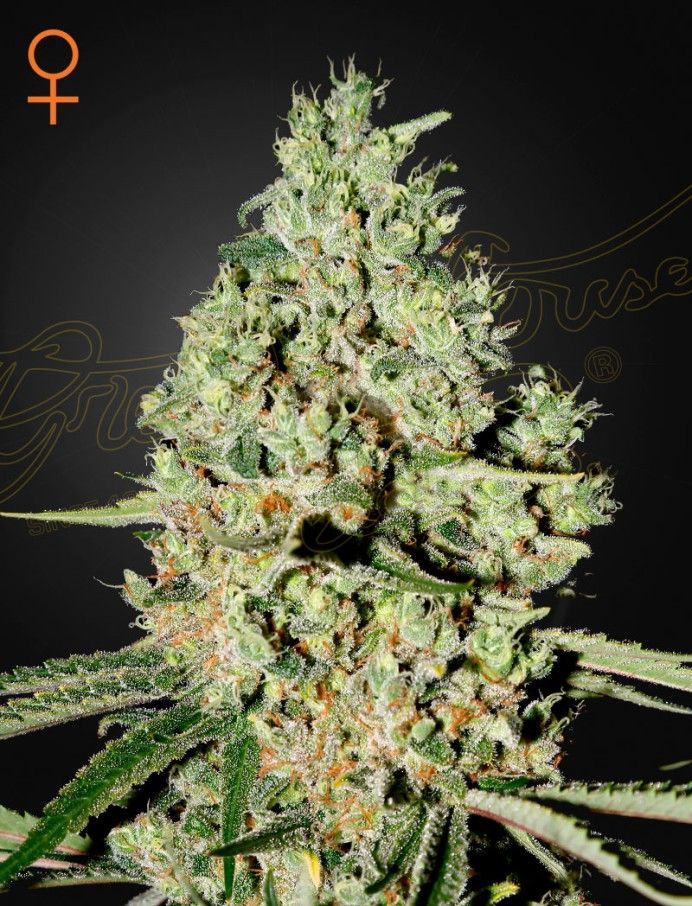 SUPER CRITICAL