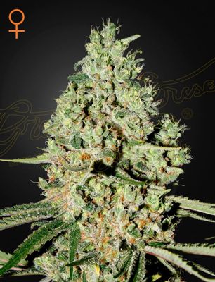 SUPER CRITICAL