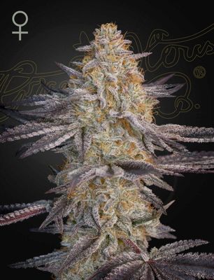 SUPER LEMON HAZE X RS11