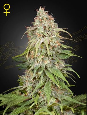 GH AMNESIA