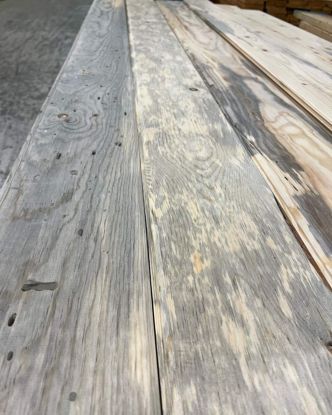 California Blue Wormy Sugar Pine Tongue and Groove