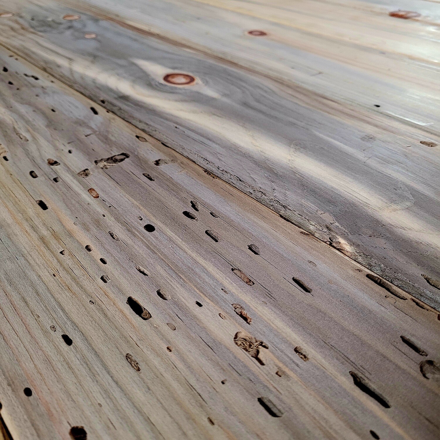 California Blue Wormy Sugar Pine Tongue and Groove