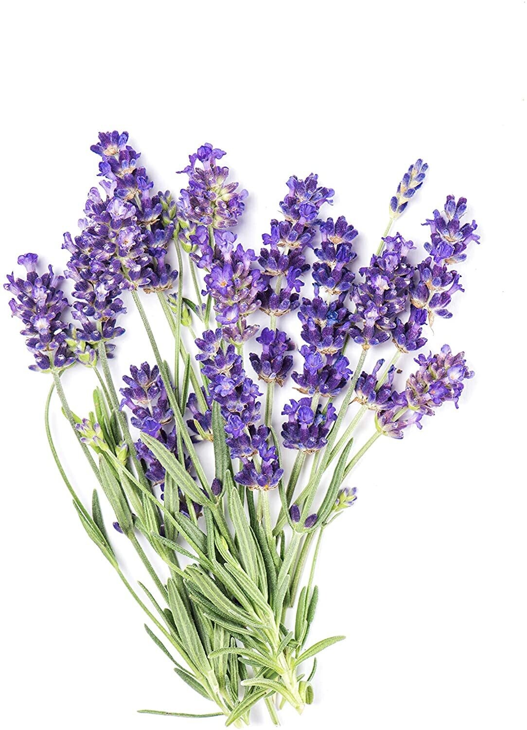 Lavender 100ml Marasca