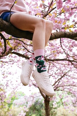 Many Mornings Cherry Blossom