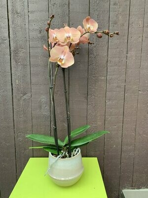 Zalme phalaenopsis in pot