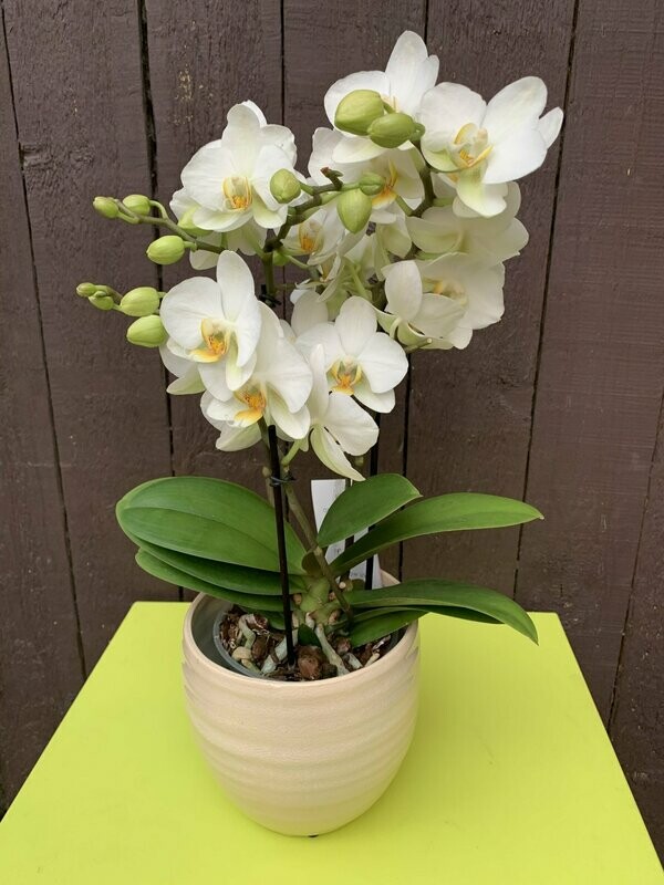 Phalaenopsis boquetto in pot