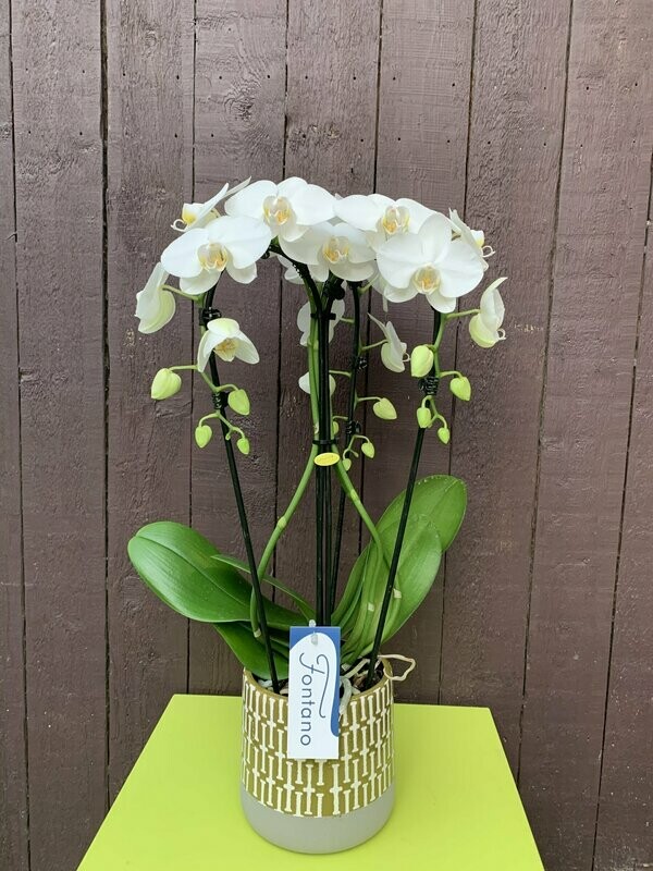 Phalaenopsis fontano in  pot