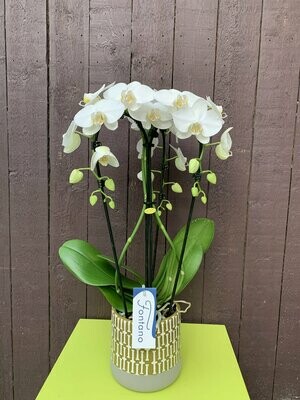 Phalaenopsis fontano in pot