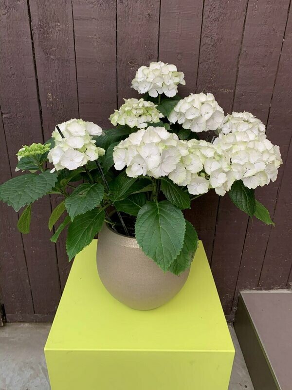 Hortensia in pot