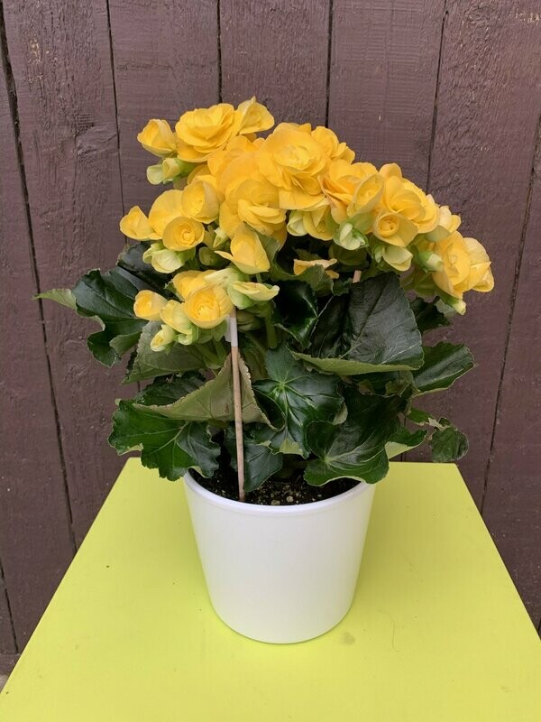 Begonia in pot