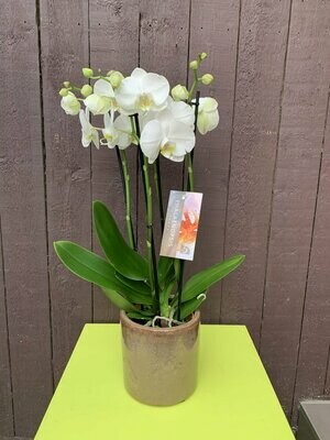 Phalaenopsis 3 a 4 tak in pot