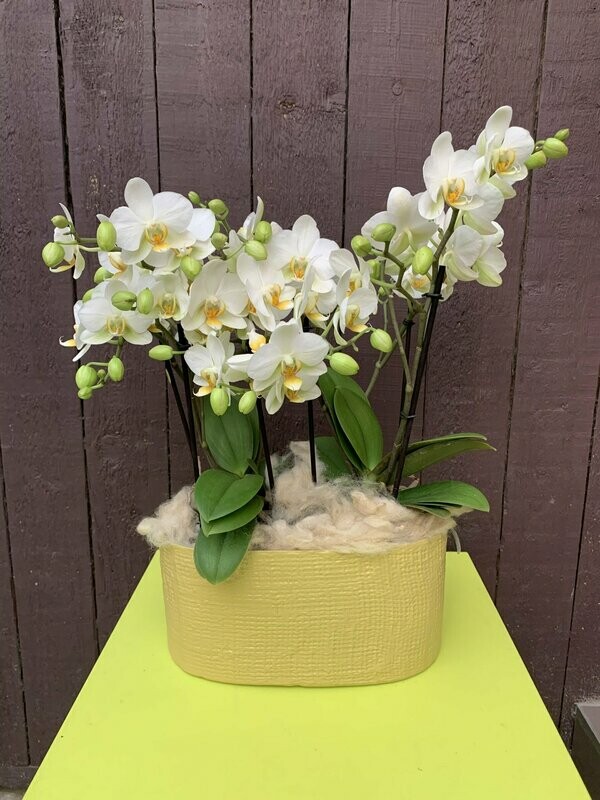 2 bouquetto phalaenopsis  in groene schaal