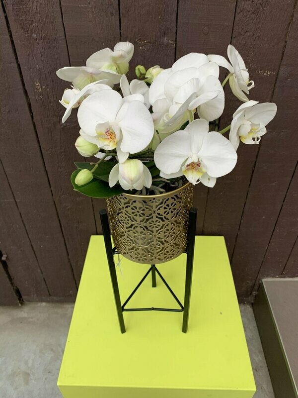 Goud/zwarte staander met spiraal phalenopsis