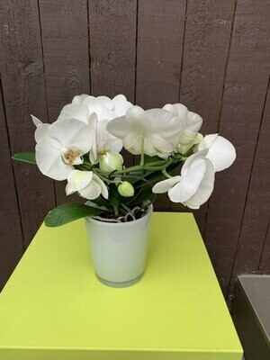 Phalaenopsis spiraal in glazen pot