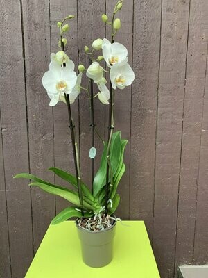 Phalaenopsis 3 tak in pot