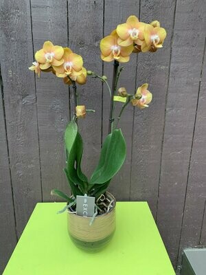 Phalaenopsis bruin in pot