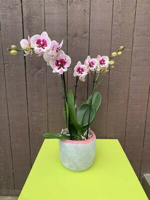 Roze phalaenopsis in pot