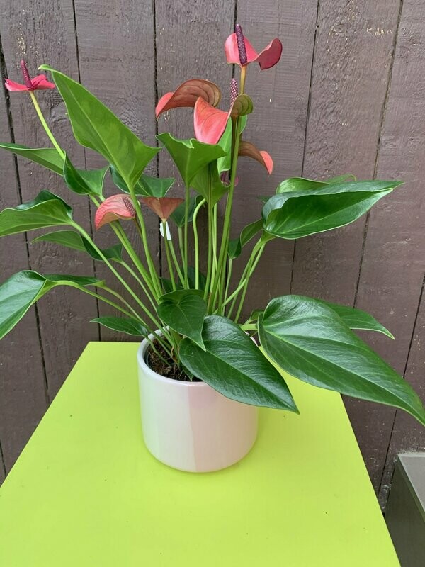 Roze anthurium in pot