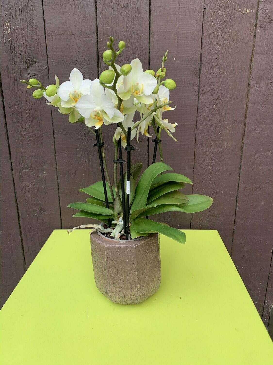 Phalaenopsis klein in pot