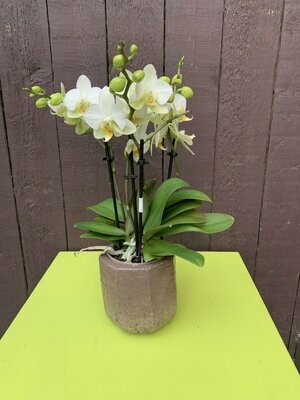 Phalaenopsis klein in pot