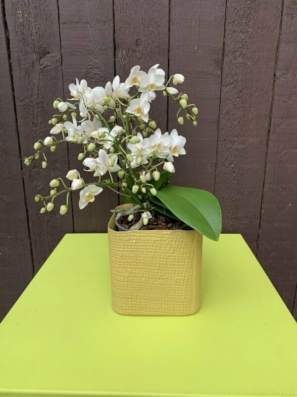 Phalaenopsis wild in pot