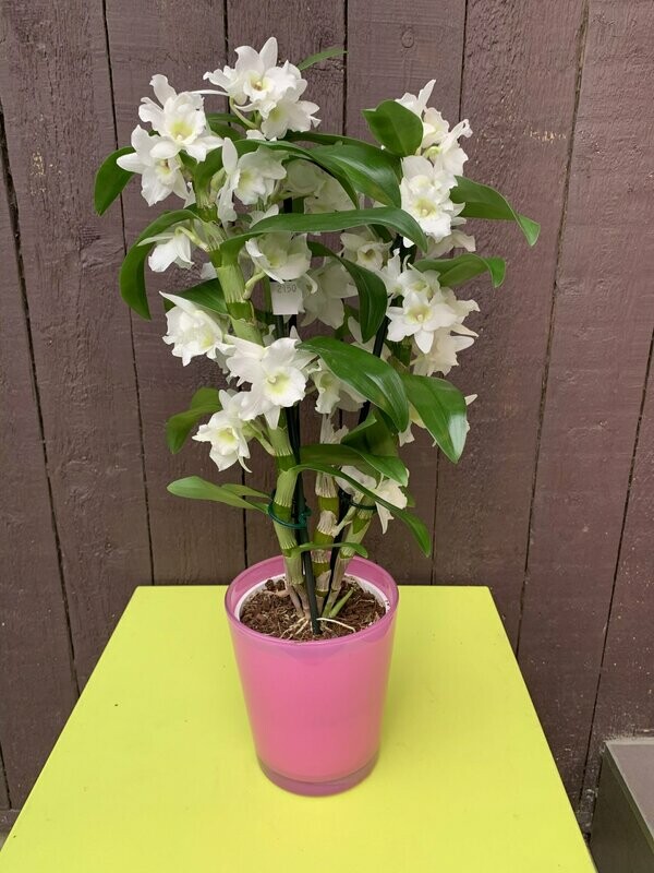 Dendrobium in roze glazen pot