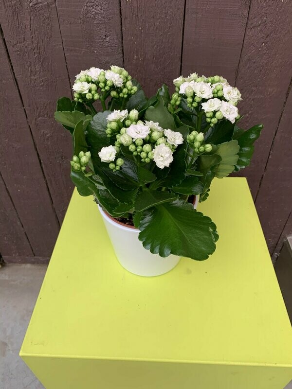 Kalanchoë in pot
