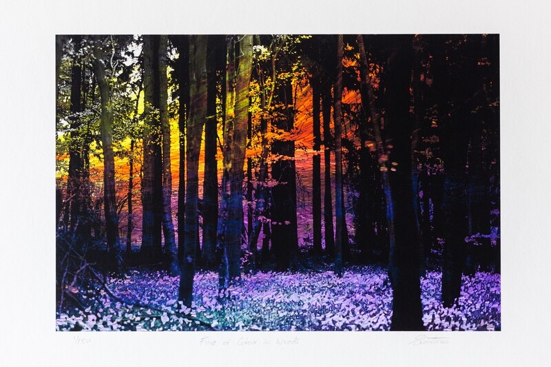 Fire of Colour In Woods