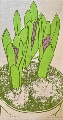 Bright Hyacinth