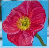 Red Icelandic Poppy Mini