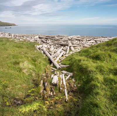 Icelandic Driftwood