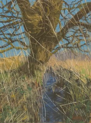 Old Oak Next to a Ditch