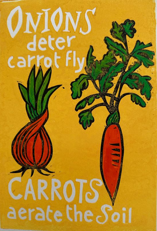 Onions Deter Carrot Fly