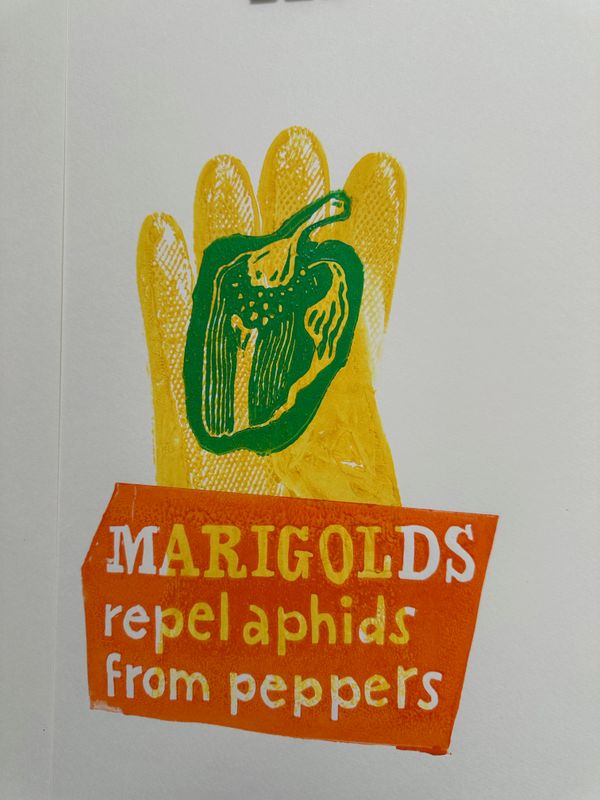 Marigolds Repel Aphids From Peppers