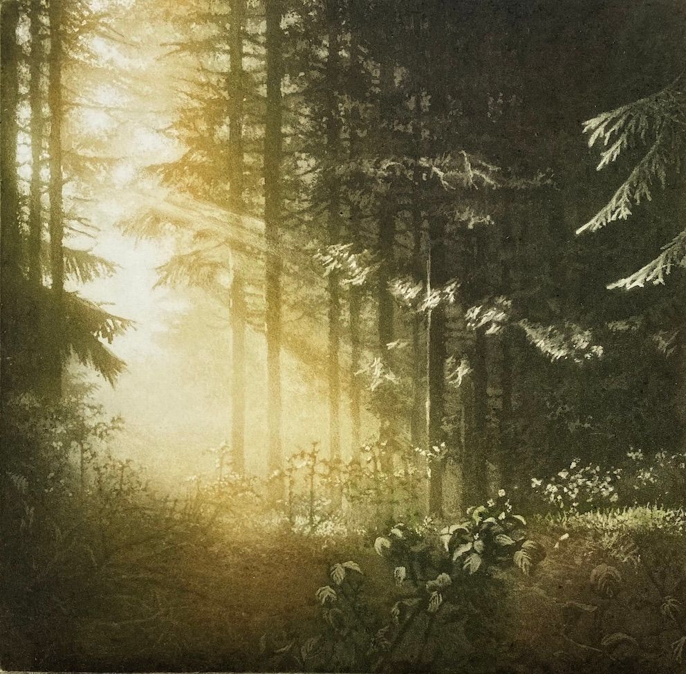Aesop's Wood