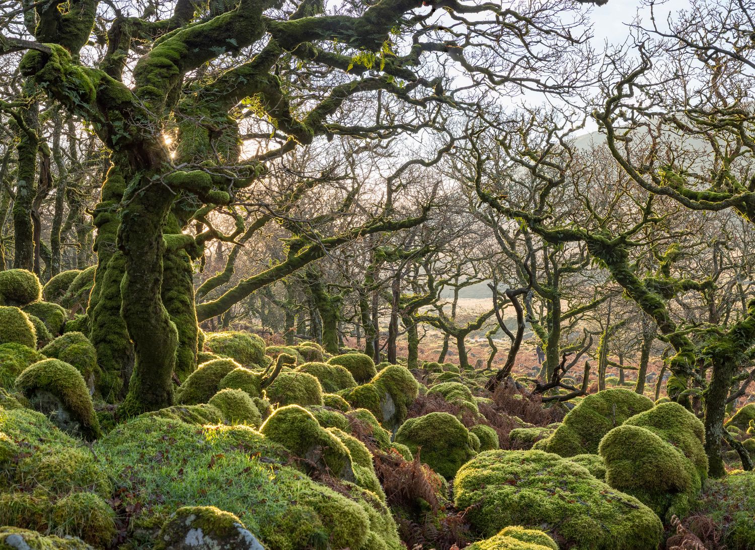 Ancient Oak Wood – Dartmoor
