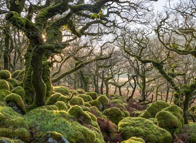 Ancient Oak Wood – Dartmoor Ancient Oak Wood – Dartmoor