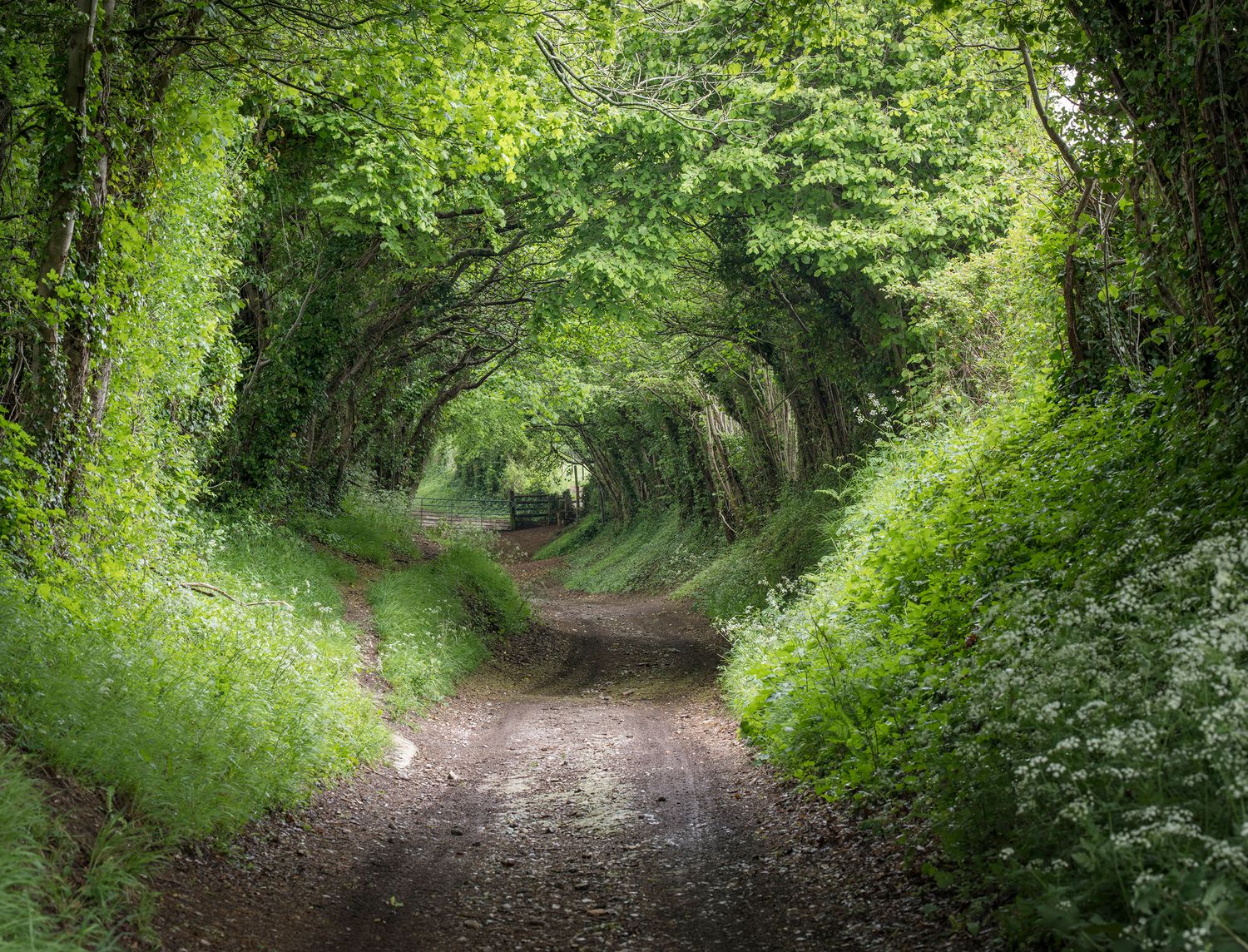 Holloway