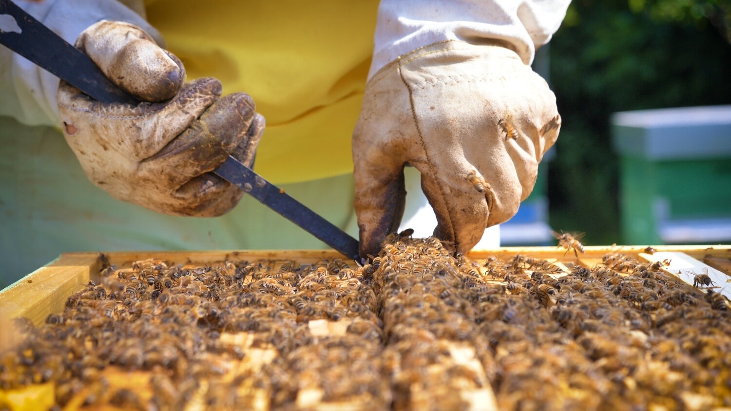 Atelier en apiculture niveau débutant 15 Juin à 12h00