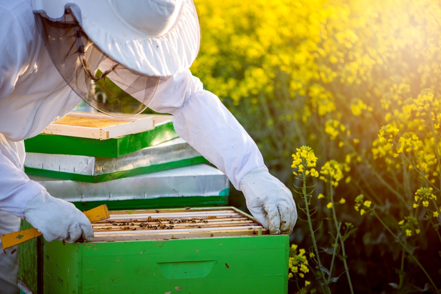 Three (3) Hive Inspections at home