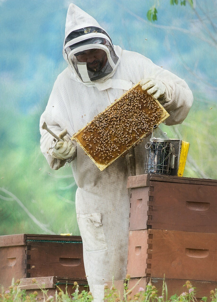 Formation en apiculture niveau avancé