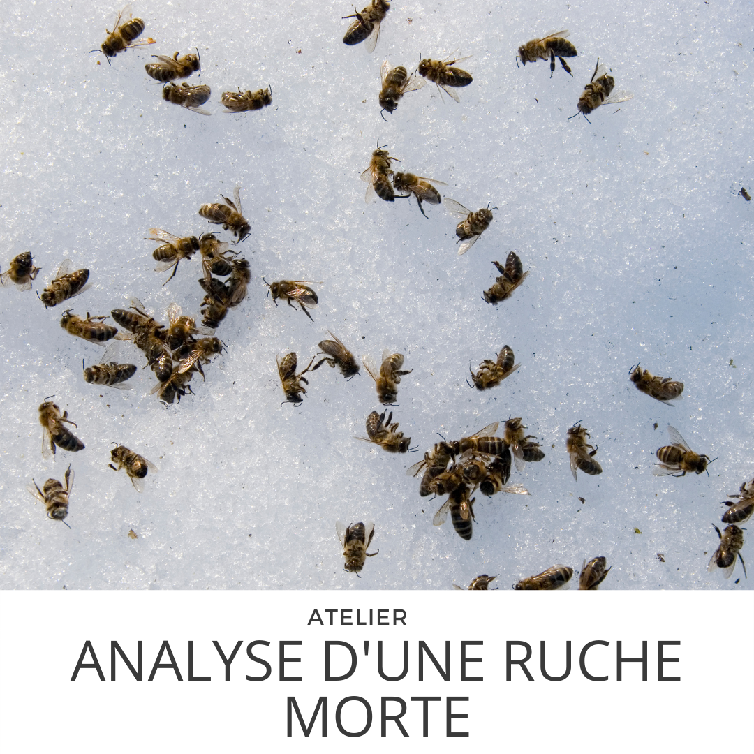Dead Hive Analysis Workshop February 26 13h30