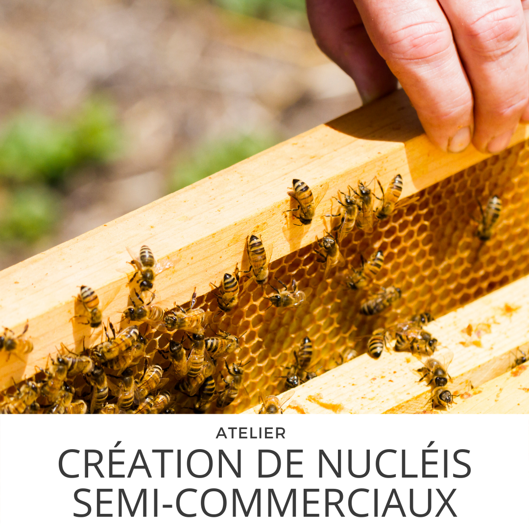 Semi Commercial to Commercial Nucs  Workshop